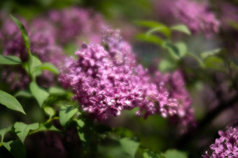开花分支粉红色的淡紫色