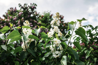 开花分支白色<strong>淡</strong>紫色