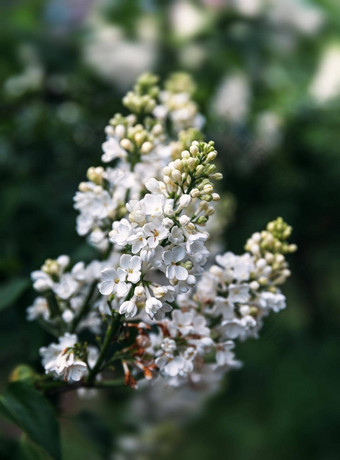 开花分支白色<strong>淡</strong>紫色