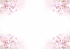 淡紫色花边境白色复制空间