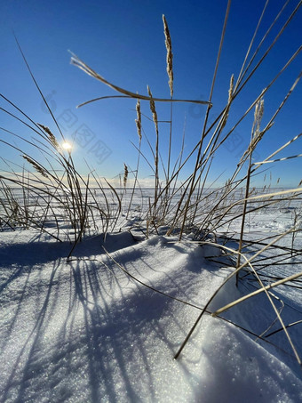 干草耳朵风白雪覆盖的场清晰的阳光明媚的冷淡的天气长阴影茎雪废弃的的地方无限的空间清晰的蓝色的天空