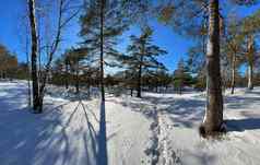 全景视图冬天野生公园长影子树干松树冷淡的阳光明媚的天气绿色分支机构树