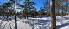 全景视图冬天野生公园长影子树干松树冷淡的阳光明媚的天气绿色分支机构树