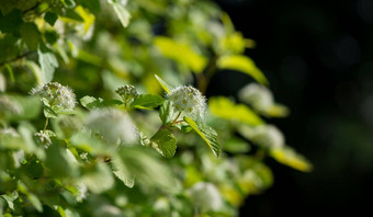 荚莲属的植物雪球荚莲属的植物卡莱西灌木<strong>球形</strong>增长形式白色<strong>球形</strong>花