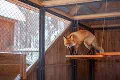 野生红色的狐狸坐着笼子里动物园