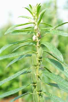 芝麻高年度草本植物