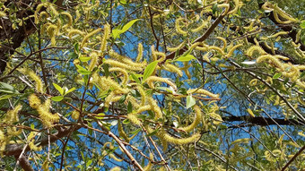 <strong>柳树</strong>刷早期春天黄色的雄蕊分支机构背景模式自然