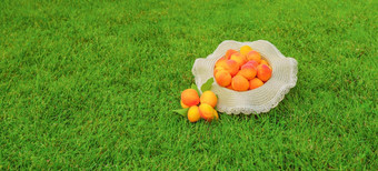 横幅新鲜收获杏子水果绿色草背景群成熟的有机杏子横幅当地的生产收获水果概念清洁吃健康的水果夏天甜点杏果园
