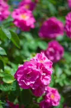 美丽的攀爬玫瑰春天花园