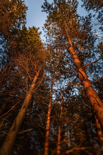松树射线晚上日落