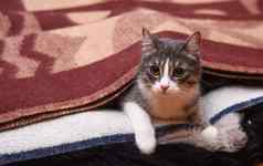 猫覆盖毯子