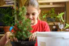 女孩种植云杉幼苗能背景幼苗花园植物