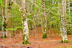 山毛榉森林ordesa基督山失去了国家公园西班牙