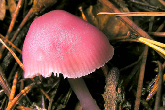 野生蘑菇guadarrama国家公园西班牙