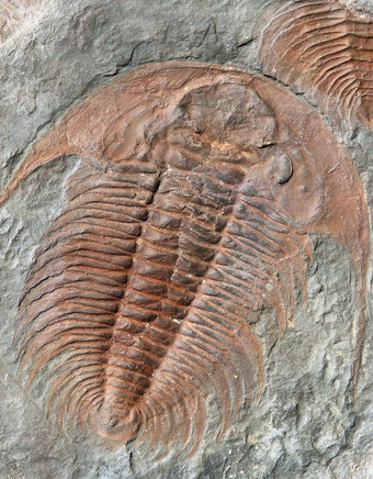 化石三叶虫早期奥陶系期发现捷克共和国