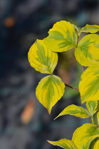 开花山茱萸彩虹