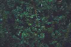 绿色云杉灌木墙植物纹理自然背景
