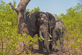 非洲大象学名Loxodonta非洲
