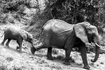 非洲大象学名Loxodonta非洲年轻的
