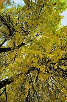 垂直全景图像黄色的冠全景天秋天公园蓝色的天空味蕾树树干桦树阳光明媚的一天