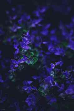 异国情调的紫色的花叶子晚上自然背景