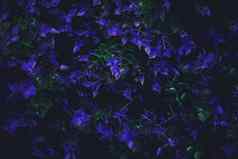异国情调的紫色的花叶子晚上自然背景