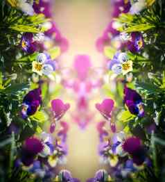 三色紫罗兰花花园