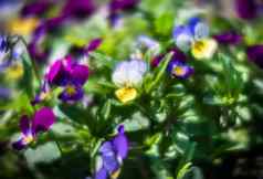 三色紫罗兰花花园