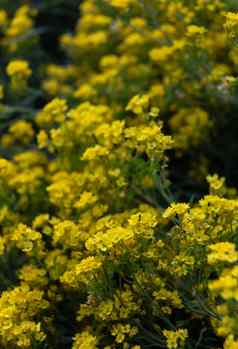小黄色的花奥里尼亚萨克萨蒂利斯春天时间
