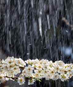 春天雨花园