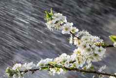 春天雨花园