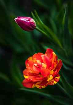 郁金香花春天时间