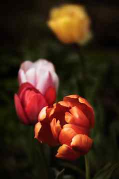 郁金香花春天时间