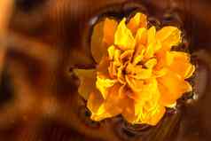 宏拍摄中国棣棠属粳稻pleniflora花孤立的水黄色的日本玫瑰关闭