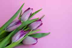 精致的淡紫色郁金香粉红色的背景问候卡壁纸背景快乐母亲的一天复活节情人节一天婚礼