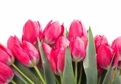 春天颜色郁金香花束粉红色的红色的美丽的花孤立的