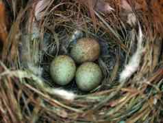 巢森林鸟鸡蛋
