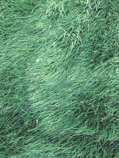 纹理多汁的绿色草自然背景
