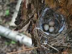 巢森林鸟鸡蛋