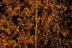 金秋天桦木树晚上天空黄色的叶子树