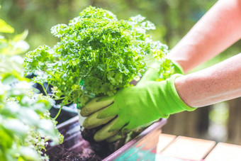 城市园艺女人种植新鲜的蔬菜草本植物<strong>富有</strong>成果的土壤花园提高了床上