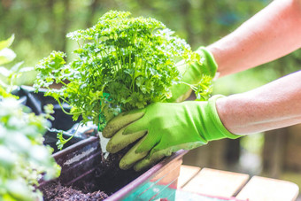 城市园艺女人种植新鲜的蔬菜草本植物<strong>富有</strong>成果的土壤花园提高了床上