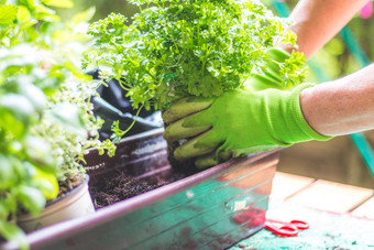 城市园艺女人种植新鲜的蔬菜草本植物<strong>富有</strong>成果的土壤花园提高了床上