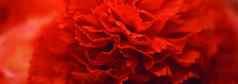 黑暗红色的花花装饰婚礼花商店装饰