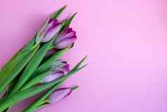 精致的淡紫色郁金香粉红色的背景问候卡壁纸背景快乐母亲的一天复活节情人节一天婚礼