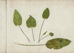 古董植物标本背景纸作文按下干绿色叶子纸板