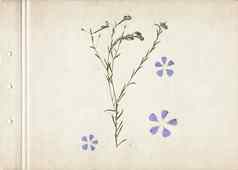 古董植物标本背景纸垂直作文草蓝色的花纸板