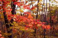 秋天的点缀红色的叶子枫木