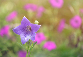 小花束<strong>小粉</strong>红色的白色蓝色的野风信子花