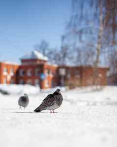 美丽的鸽子坐雪城市公园冬天